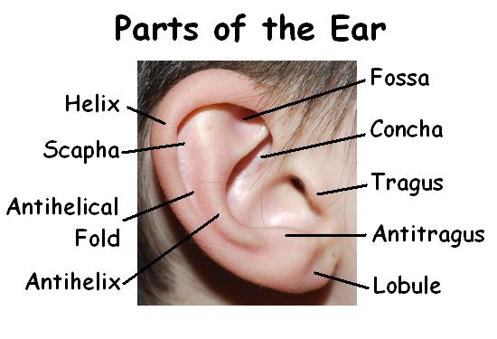 Parts of the Ear, Ear, Ear Piercings, Piercings