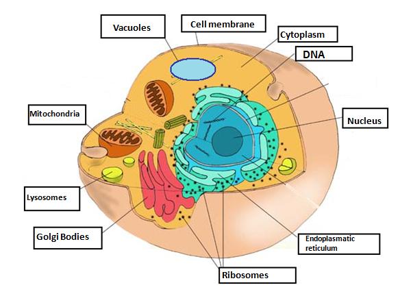 Eukaryotic Cell Diagram From Fascience.wikispaces.com 