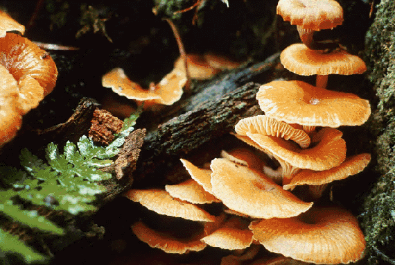 Mushrooms Are a Type of Fungi 