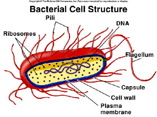 Prokaryotes: Bacteria Cell Structure Diagram 
