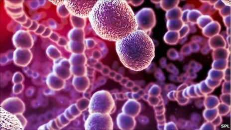 Picture of Streptococcus Bacteria From BBC.co.uk 