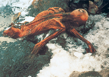 A Photo of the Uncovery of Otzi the Iceman in the Alps 