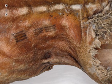 Photo of Some of Otzi the Iceman's Tattoos 